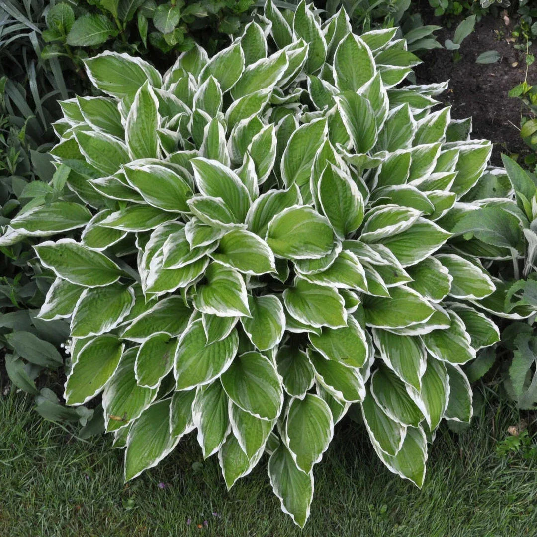 Hosta 'Crowned Imperial' Live Plant - Dark Green Leaves with Lavender Flowers, 6+ Inches, Perennial Garden Plant