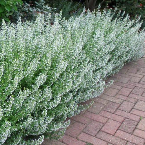 Common White Catmint Seeds | Non-GMO | 100-2000 Seeds | Nepeta × faassenii | Perennial, White Flowers