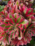 Aeonium Pink Witch Cutting - 2.5 Inch Rosette Succulent, Aeonium 'Pink Witch' for Indoor & Outdoor Gardens