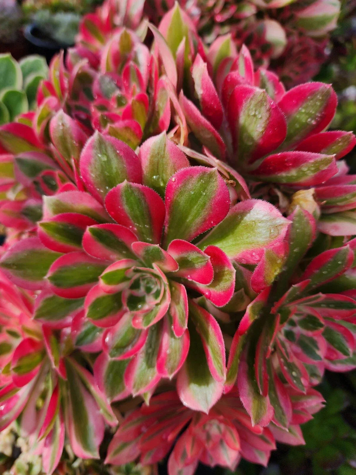 Aeonium Pink Witch Cutting - 2.5 Inch Rosette Succulent, Aeonium 'Pink Witch' for Indoor & Outdoor Gardens