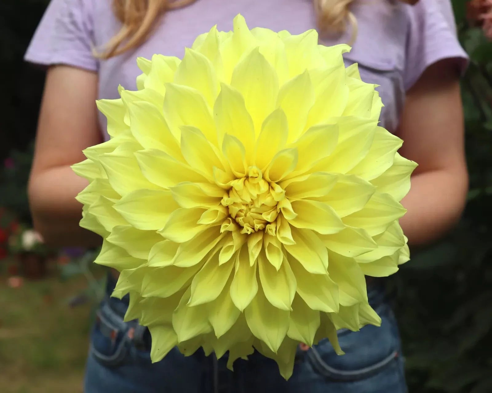 Kelvin Floodlight Dinnerplate Dahlia Tuber – Colorful 10-Inch Blooms, Garden Planting, Dahlia pinnata