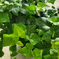 12 Rooted English Ivy Cuttings 4" Hedera helix Indoor Plant Green Foliage Easy Care