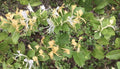 Live Hall's Honeysuckle Vines - 6" Rooted Plants with Fragrant White Yellow Flowers, Lonicera japonica, Attracts Hummingbirds & Butterflies
