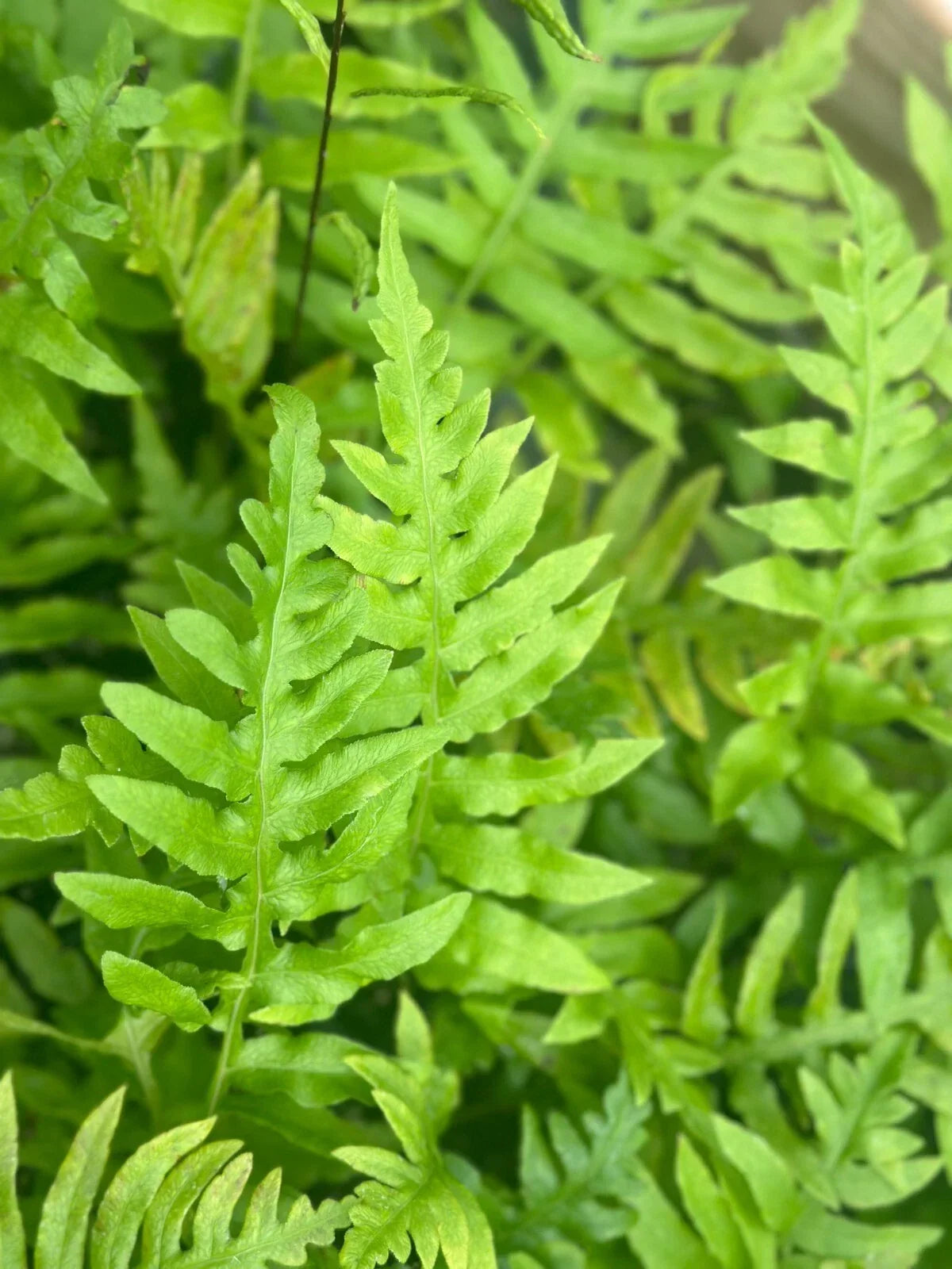 Leatherwood Fern Bare-root Plant | Fast-Growing Evergreen Fern | Dirca palustris
