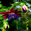 Giant Granadilla Seeds - Passiflora quadrangularis - Passionfruit Flower Plant Seeds - Climbing Vine, Exotic Fruit, 10 Pack