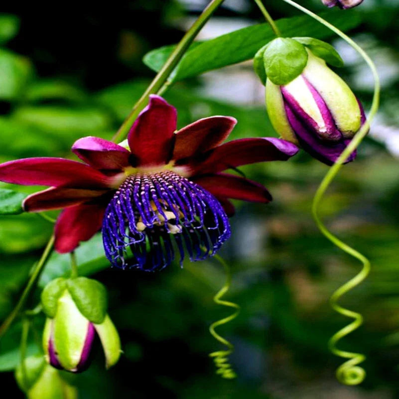 Giant Granadilla Seeds - Passiflora quadrangularis - Passionfruit Flower Plant Seeds - Climbing Vine, Exotic Fruit, 10 Pack