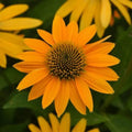 Yellow Ombre Coneflower Seeds - Echinacea purpurea Perennial Flower Seeds for Garden, Border, Wildflower Planting