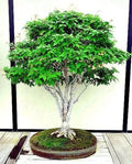 Japanese Grey Bark Elm Tree Seeds - 10 Pack Zelkova serrata Fast Growing Bonsai Seeds for Garden & Indoor Planting