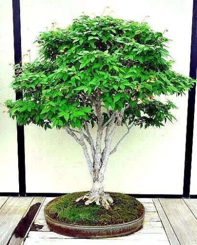 Japanese Grey Bark Elm Tree Seeds - 10 Pack Zelkova serrata Fast Growing Bonsai Seeds for Garden & Indoor Planting