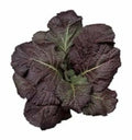 Red Giant Mustard Seeds - Heirloom Non-GMO Brassica Juncea Organic Gardening Seeds with Tracking