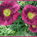 Beaming Blessings Daylily Bareroot Plants – Hemerocallis 'Beaming Blessings' with New Sprouts, Garden Perennials, Full Sun to Partial Shade