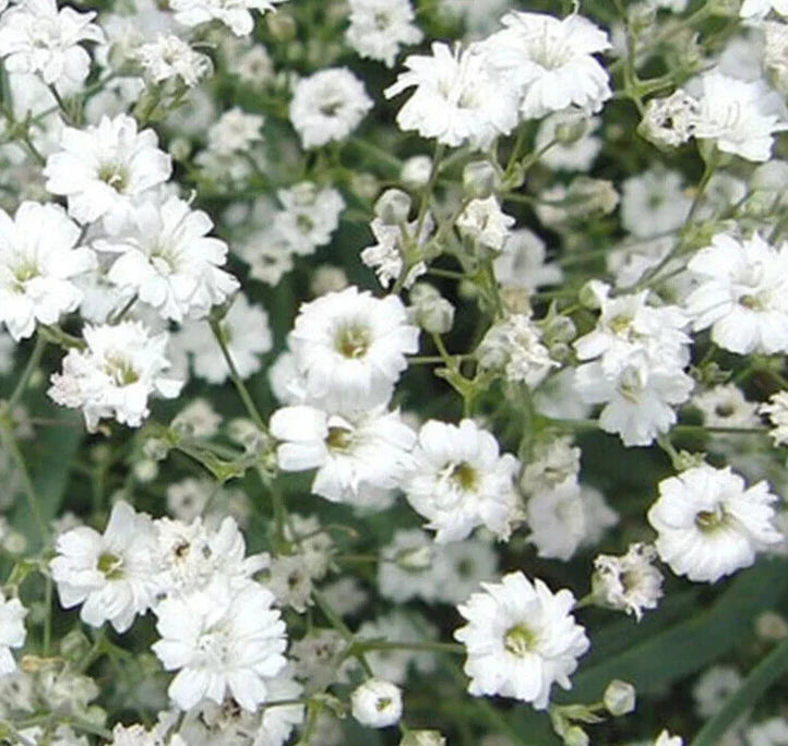 Baby's Breath Seeds - Dwarf White Wildflower Seeds for Garden, Gypsophila elegans, Annual, Compact, 2000+ Seeds