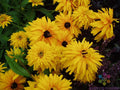 Double Golden Gloriosa Rudbeckia Seeds - 200+ Clumping Perennial Flower Seeds for Garden - Rudbeckia hirta