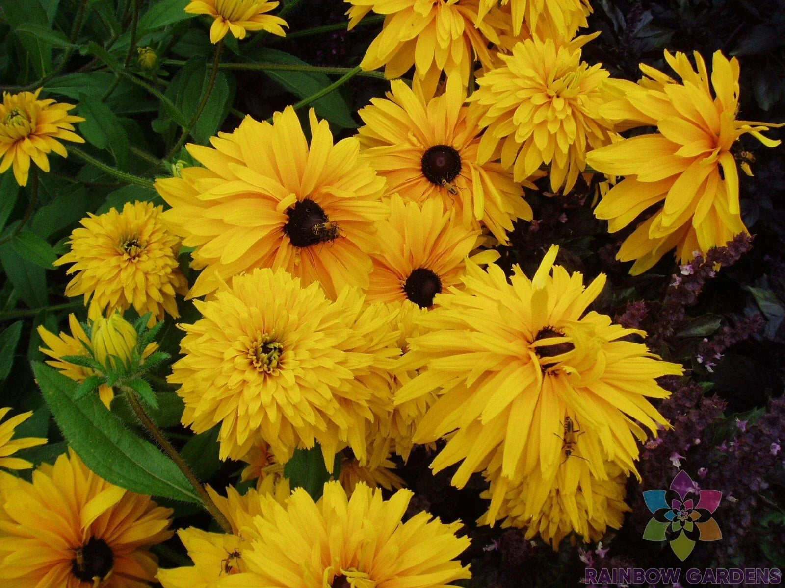Double Golden Gloriosa Rudbeckia Seeds - 200+ Clumping Perennial Flower Seeds for Garden - Rudbeckia hirta