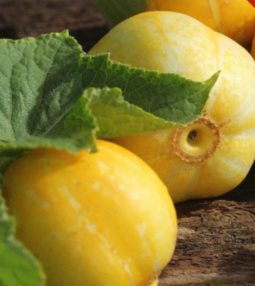 Lemon Cucumber Seeds - Heirloom Non-GMO Vegetable Seeds for Garden - Cucumis sativus, Vining, 200+ Seeds