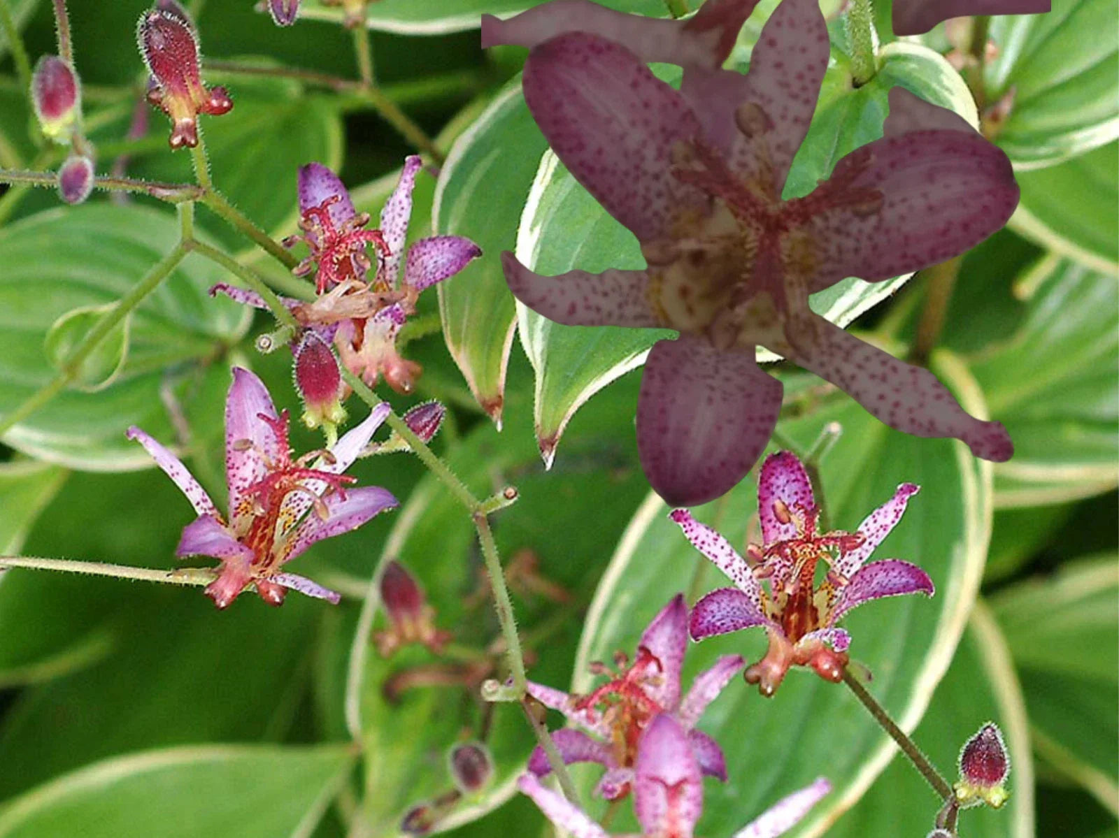 Japanese Toad Lily Plant, Tricyrtis hirta, Exotic Flower, Perennial Garden Plant, Potted, Easy to Grow