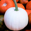Casper White Pumpkin Seeds, Lumina Polar Bear, Ghost Queen, Heirloom Cucurbita pepo, Decorative & Cooking