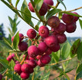 Set of 2 Pink Lemonade Blueberry Plants - 4-6 Inch Rooted Vaccinium corymbosum Edible Fruit Plants
