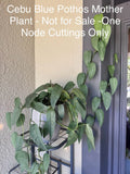 Cebu Blue Pothos Cuttings - 5 Nodes Bundle - Epipremnum Pinnatum Indoor Plant