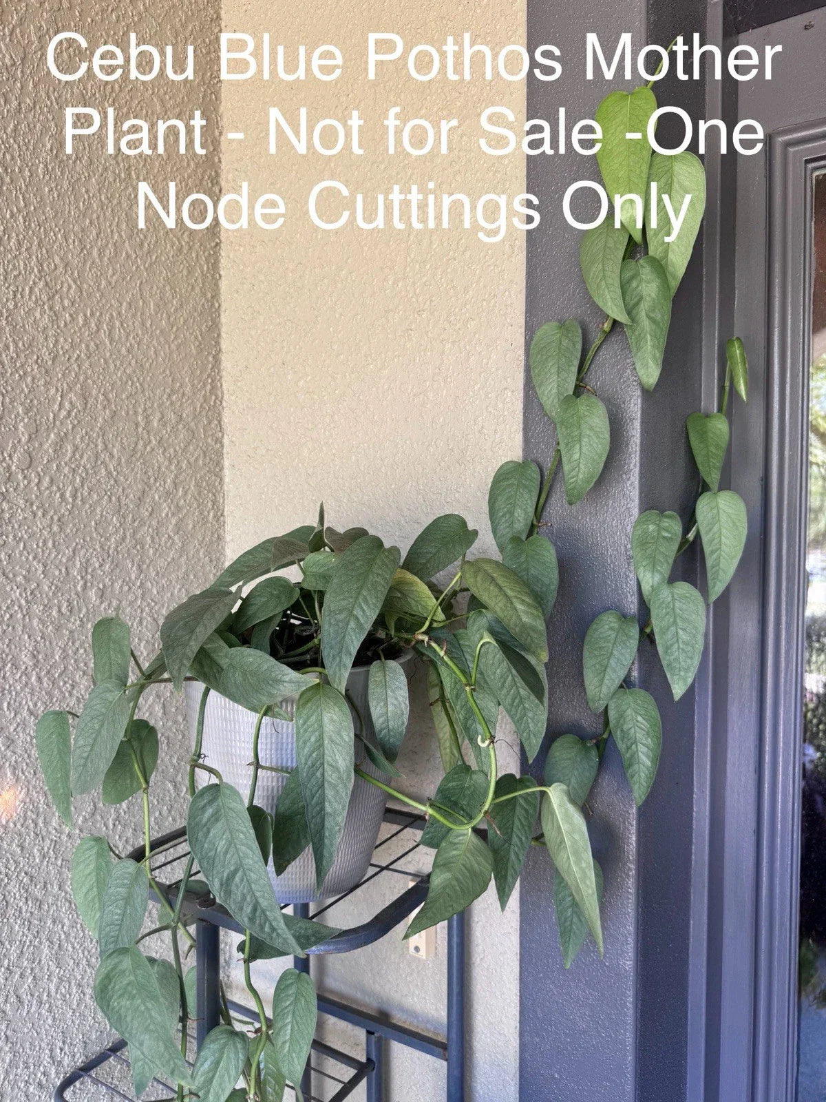 Cebu Blue Pothos Cuttings - 5 Nodes Bundle - Epipremnum Pinnatum Indoor Plant