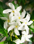 Green Confederate Star Jasmine Plant – 6-8 Inch Live Climber, Trachelospermum jasminoides, Fragrant White Flowers, Evergreen Garden Vine