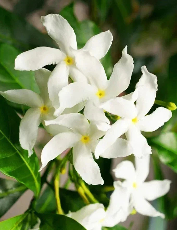 Green Confederate Star Jasmine Plant – 6-8 Inch Live Climber, Trachelospermum jasminoides, Fragrant White Flowers, Evergreen Garden Vine