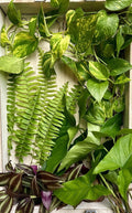 40 Rooted Plant Cuttings Assorted Varieties Indoor Outdoor Gardening Plants for Beginners