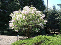 Early White Lilac Seeds - Syringa vulgaris - Fragrant White Blooms for Bonsai & Garden Planting