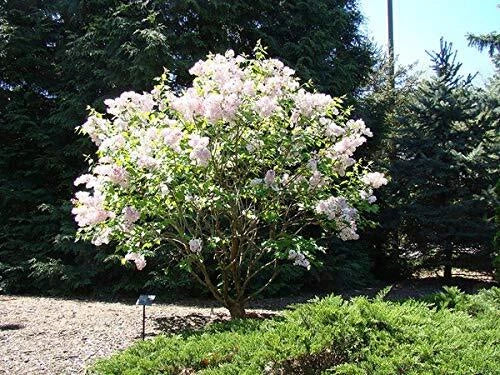 Early White Lilac Seeds - Syringa vulgaris - Fragrant White Blooms for Bonsai & Garden Planting