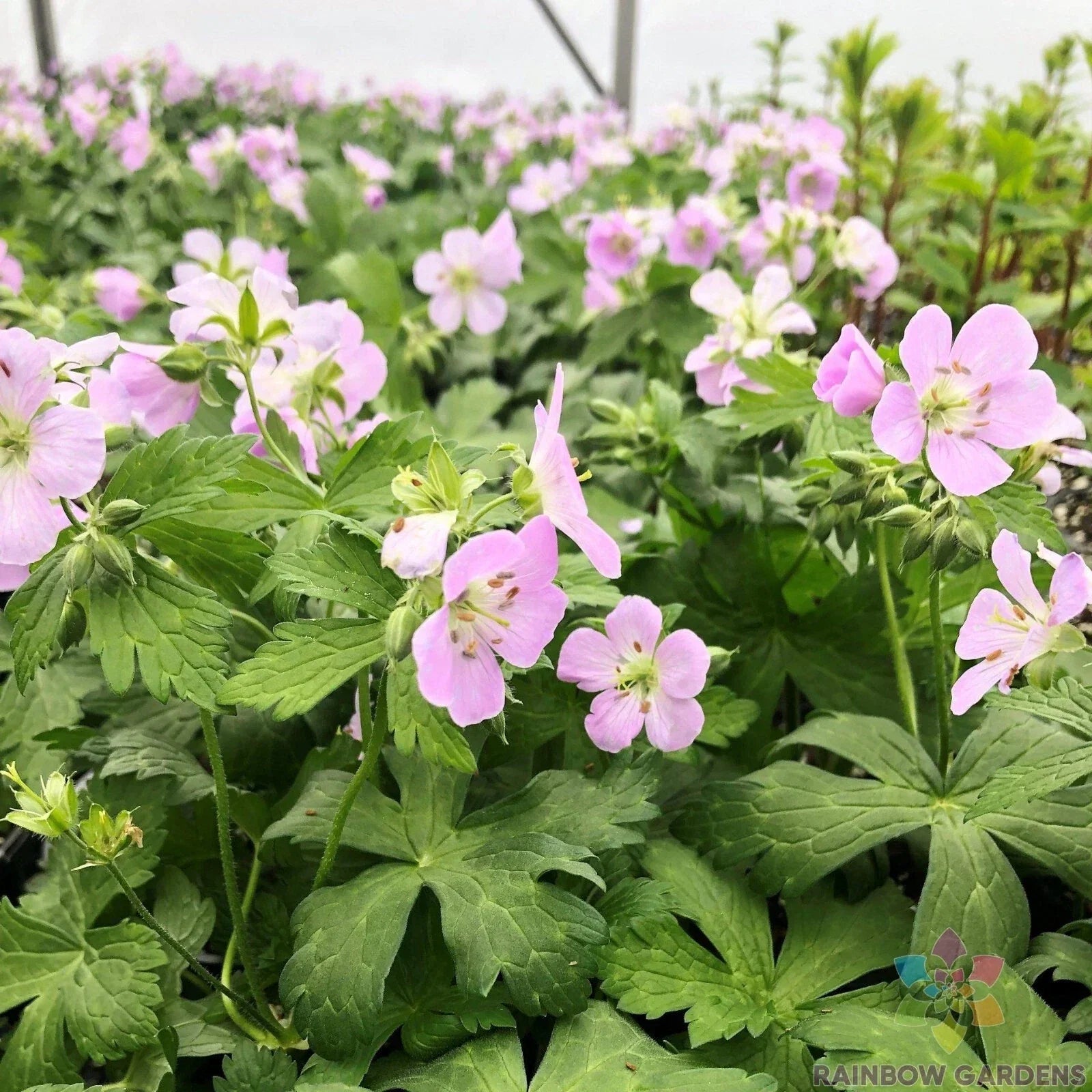 25+ Beth Chatto Geranium Seeds – Perennial Garden Planting, Vibrant Blooms, Easy to Grow, Pollinator Attracting, Well-Drained Soil, USA Shipping