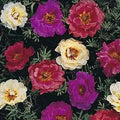 Moss Rose Seeds - 100 Dark Mix Perennial Flower Seeds - Portulaca grandiflora - Full Sun, Easy to Grow, Pollinator Attractant