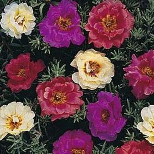 Moss Rose Seeds - 100 Dark Mix Perennial Flower Seeds - Portulaca grandiflora - Full Sun, Easy to Grow, Pollinator Attractant