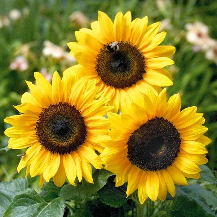 Grey Striped Mammoth Sunflower Seeds – Non-GMO, Organic Helianthus annuus for Garden, Pollinator Attracting, Edible Seeds
