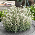 Pussytoes Ground Cover Seeds 100 White Antennaria Dioica for Landscaping, Drought Tolerant, Low Maintenance