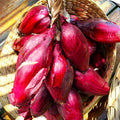 Red Tropea Onion Seeds - Italian Cipolla Rossa di Torpea - Non-GMO, Heirloom, Bulb-Forming, Gourmet Culinary, 100 Seeds