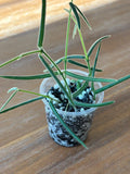 Hoya Cuttings Set of 6 | Rare Wax Plants | Indoor or Outdoor Propagation | Hoya spp.