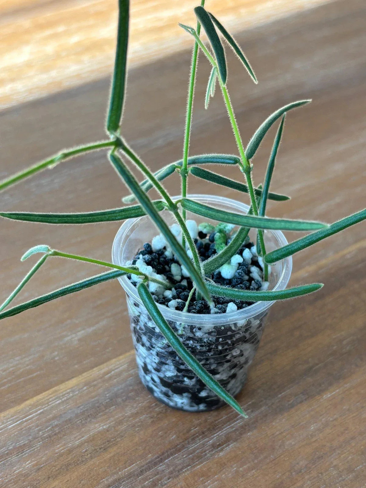 Hoya Cuttings Set of 6 | Rare Wax Plants | Indoor or Outdoor Propagation | Hoya spp.