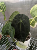 Anthurium Forgetii Dark Form Seeds - Rare Tropical Aroid Indoor Plant, Unique Dark Foliage, Easy Propagation