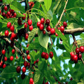 Sweet Mazzard Cherry Tree Seeds – Edible Fruit, Fast Growing, Hardy in Zone 4, Prunus avium, Home Garden, Fruit Tree Seeds