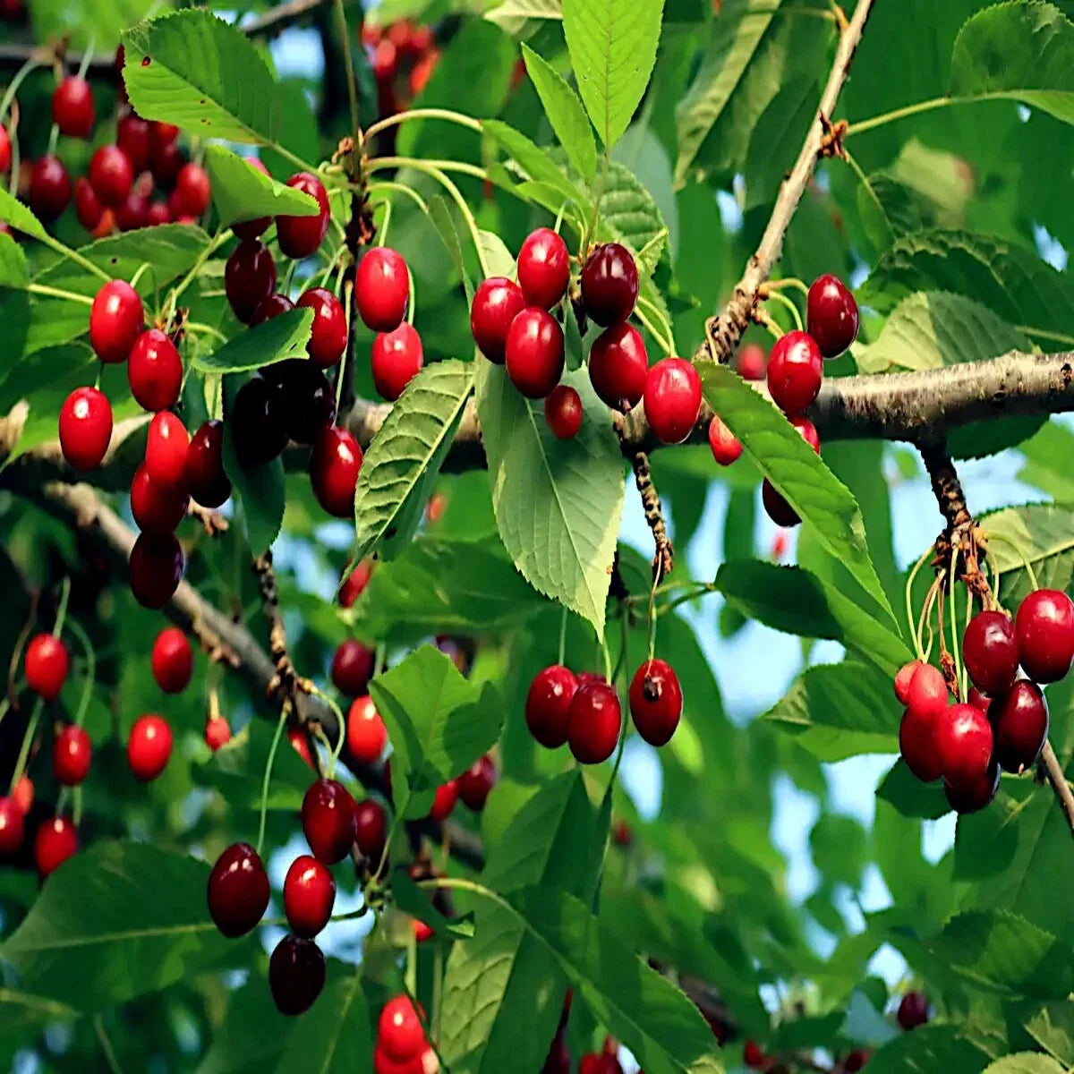 Sweet Mazzard Cherry Tree Seeds – Edible Fruit, Fast Growing, Hardy in Zone 4, Prunus avium, Home Garden, Fruit Tree Seeds