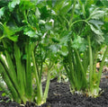 Organic Heirloom Celery Seeds – Tendercrisp Apium graveolens, Non-GMO Vegetable Seeds for Home Gardening, 2000 Pack