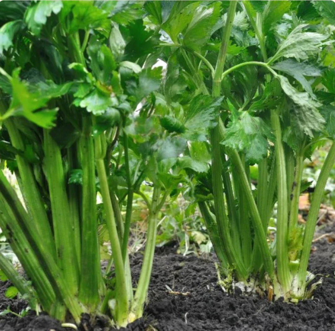 Organic Heirloom Celery Seeds – Tendercrisp Apium graveolens, Non-GMO Vegetable Seeds for Home Gardening, 2000 Pack
