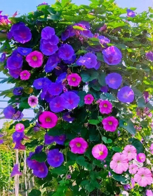 Tall Morning Glory Seeds Mix - 50+ Ipomoea purpurea Climbing Vine Flower Seeds for Garden, Fence, Trellis, USA Grown