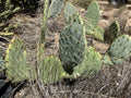 Prickly Pear Cactus Plant - 4 Inch Pot - Opuntia spp. Drought-Tolerant Succulent for Indoor Outdoor Gardens