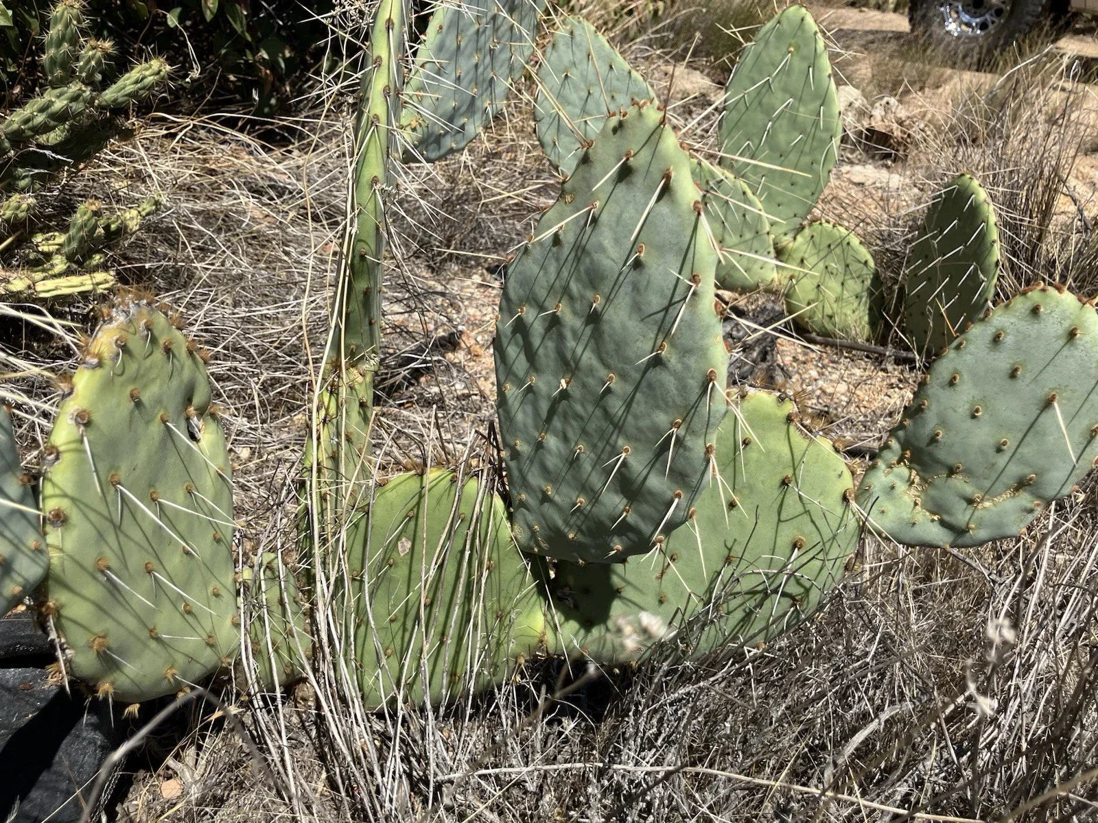 Prickly Pear Cactus Plant - 4 Inch Pot - Opuntia spp. Drought-Tolerant Succulent for Indoor Outdoor Gardens