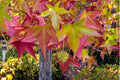 Sweet Gum Tree Seeds - Vibrant Fall Colors - Liquidambar styraciflua - Outdoor & Bonsai Cultivation - 10-100 Seeds