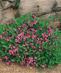 Minuet Weigela Cutting 8-12 Inches Rosy-Pink Blooms Live Rooted Plant for Zones 4-8