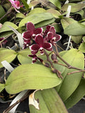 Phalaenopsis Orchid Plant in 2-3 Inch Pot - Colorful Indoor Flowering Houseplant, Exotic Gift