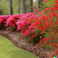 Red Azalea Seeds - 50+ Rhododendron bakeri Flowering Bush Seeds for Garden, Hummingbirds & Butterflies