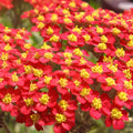 Red Yarrow Seeds | Non-GMO Achillea millefolium Herb Garden Plant for Flower Beds & Borders